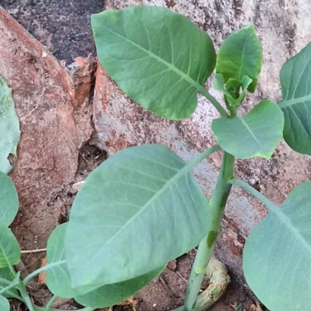 cidades plantas couve familia 1760010862