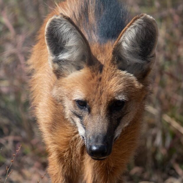 loba guara