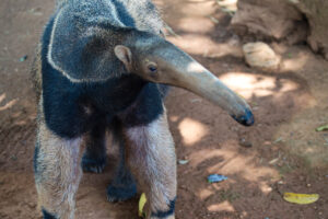 Foto: Bethânia Cristina/Zoológico de Brasília