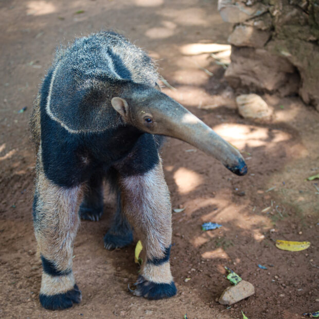 Foto: Bethânia Cristina/Zoológico de Brasília