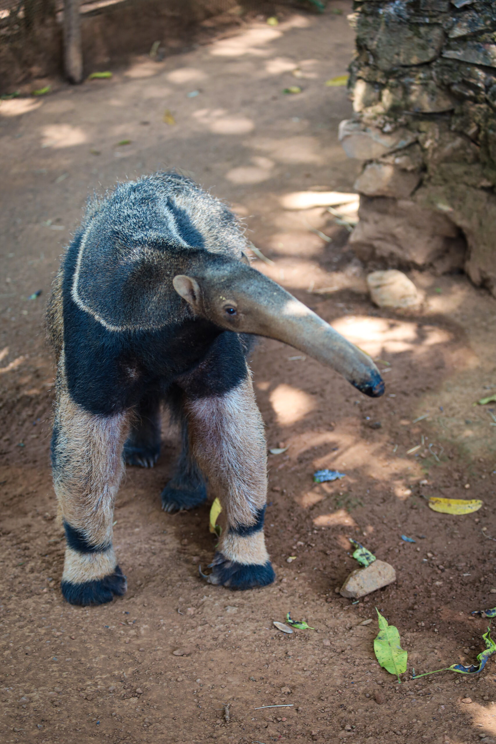 Tamanduá-bandeira resgatado em estado crítico faz fisioterapia no Zoológico de Brasília
