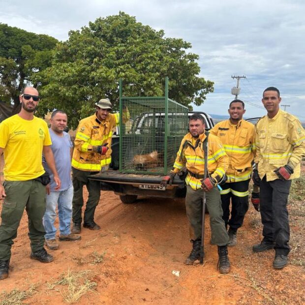 resgate lobo guará capa
