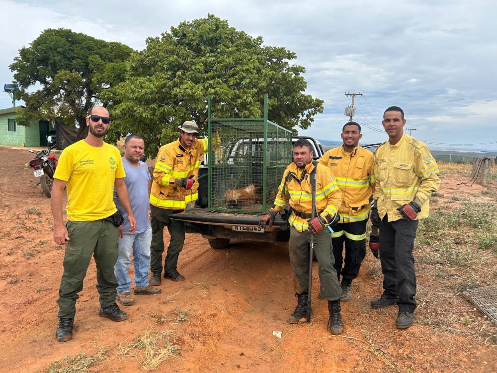 resgate lobo guará capa