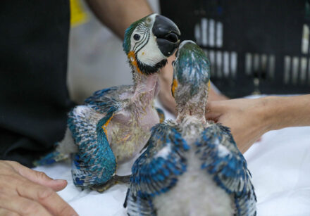 arara