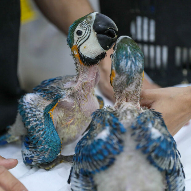 arara