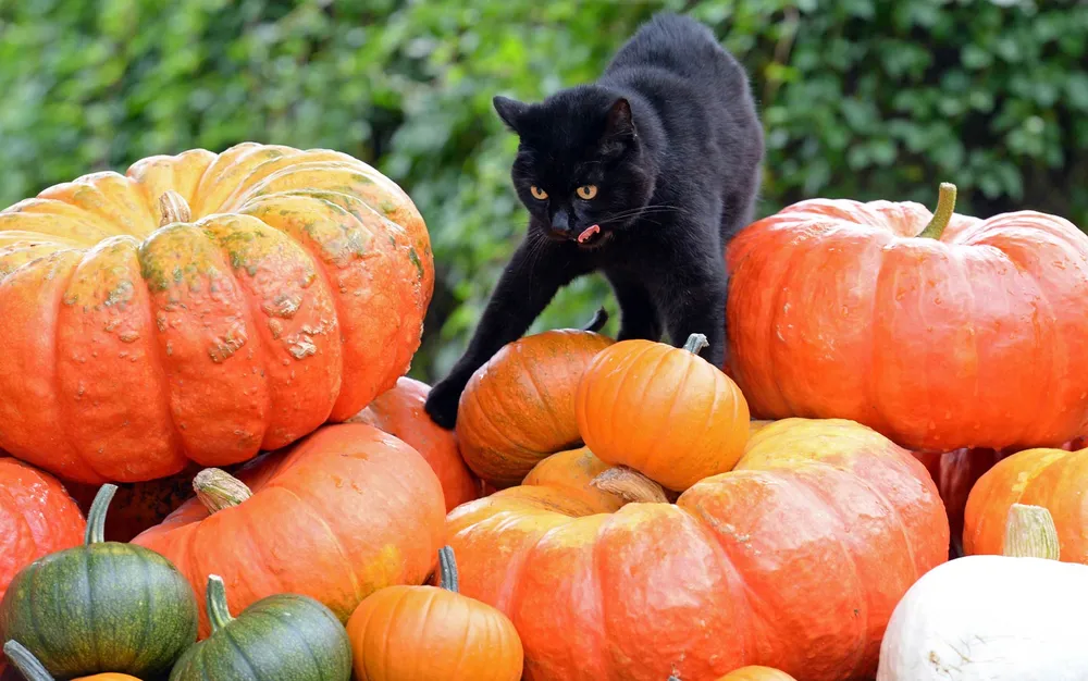 Foto: Ralf Hirschberger/DPA/AFP