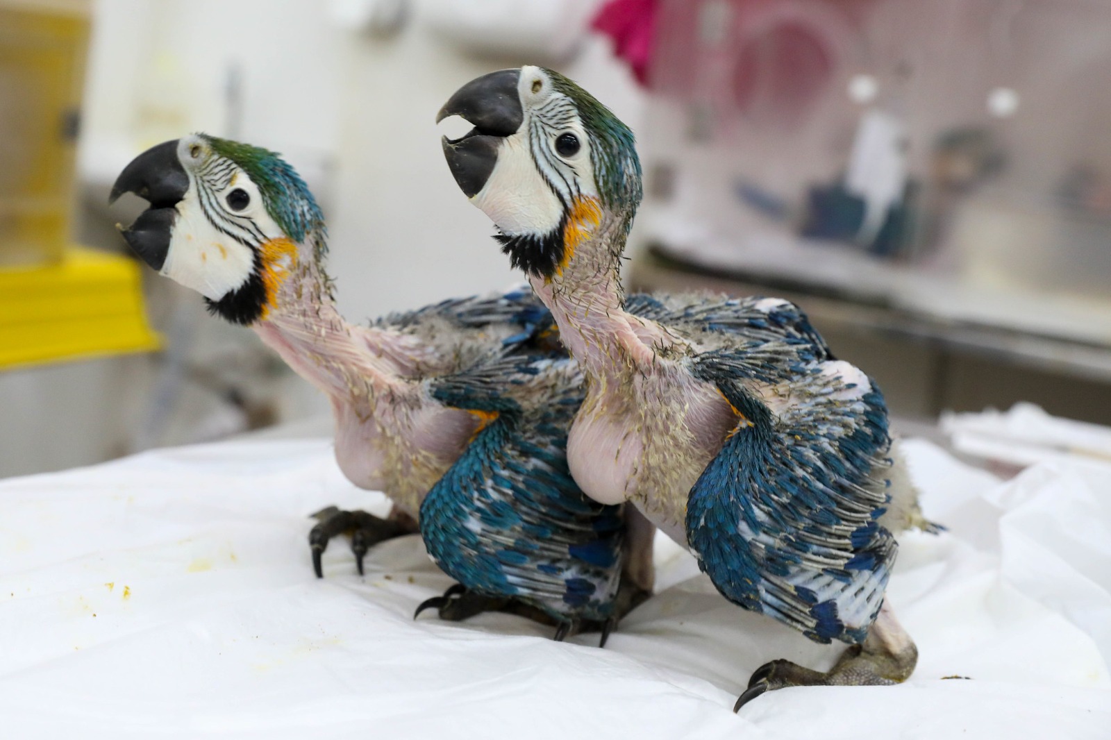 Dois presos por maus-tratos a animais