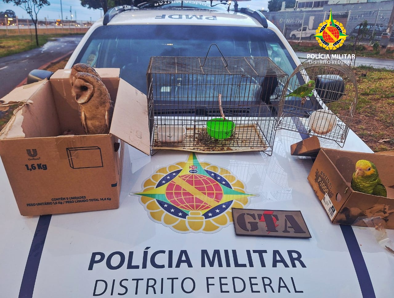 Homem é autuado por vender aves silvestres na Feira do Produtor em Ceilândia