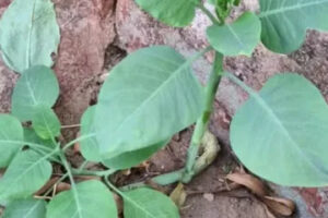 mais sete pessoas são intoxicadas em mg após comerem falsa couve