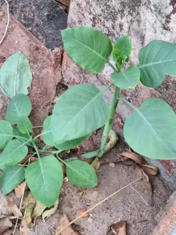 mais sete pessoas são intoxicadas em mg após comerem falsa couve