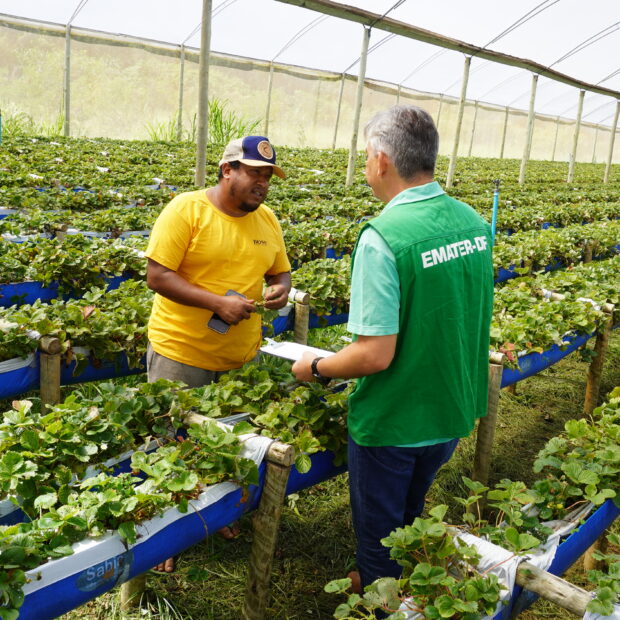 tÉcnico em atendimento morango
