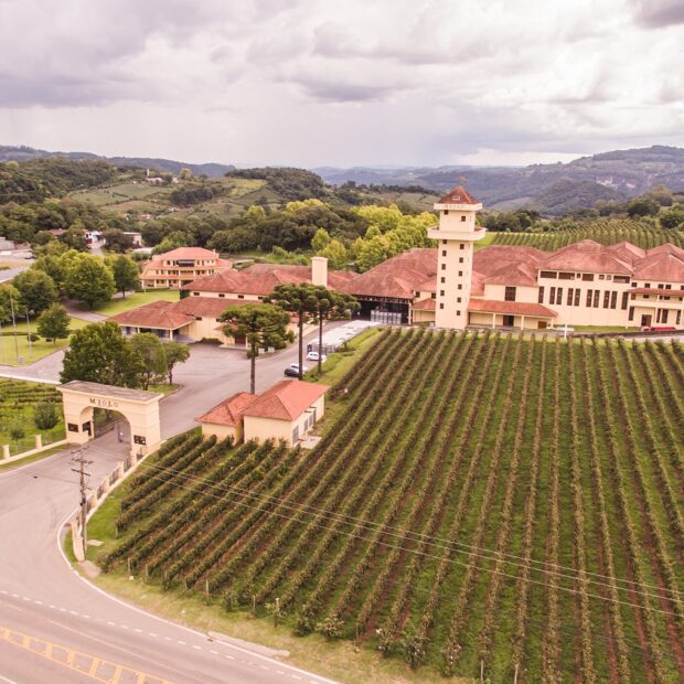 miolo vale dos vinhedos