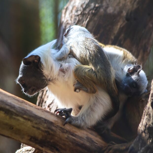 Foto: Bethânia Cristina/Zoológico de Brasília