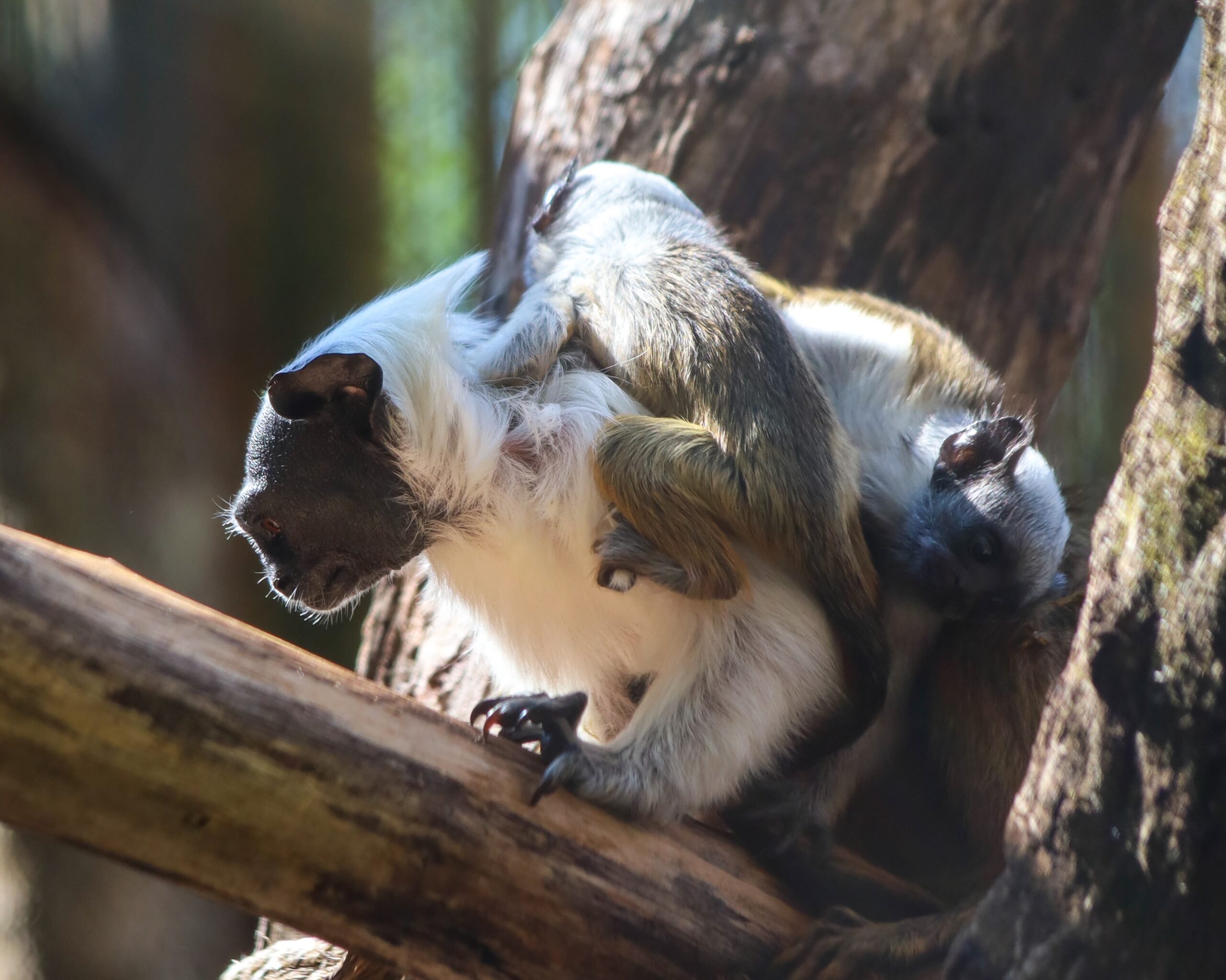 Foto: Bethânia Cristina/Zoológico de Brasília