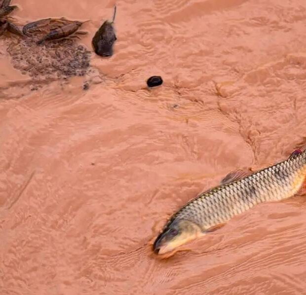 peixe 2