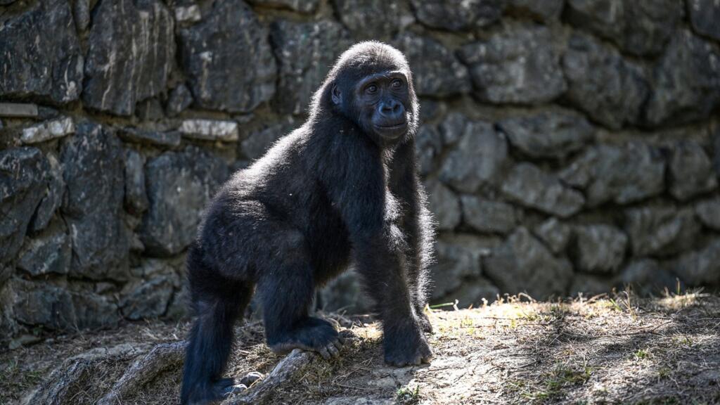 Foto: Ozan KOSE / AFP