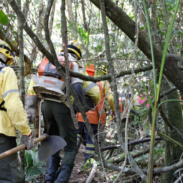 Foto: Divulgação/Sema-DF