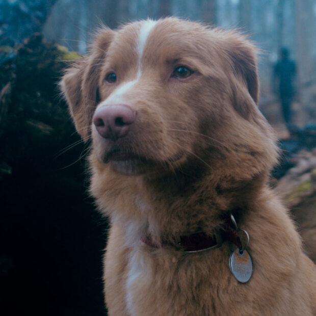 43c3cafc4edc3f89e2971c21735d0c7e