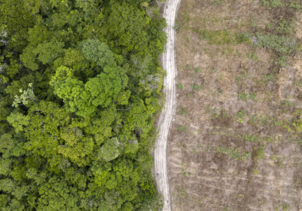 files brazil environment forests climate