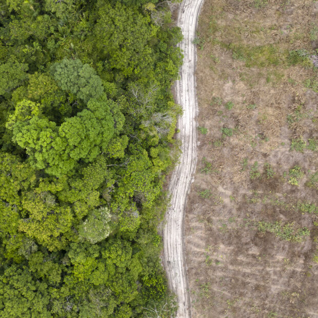 files brazil environment forests climate