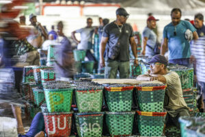 belém (pa), 29/09/2025 movimentação durante a madrugada no mercado de açaí e peixes do ver o peso, considerada a maior feira livre da américa latina. foto: marcelo camargo/agência brasil