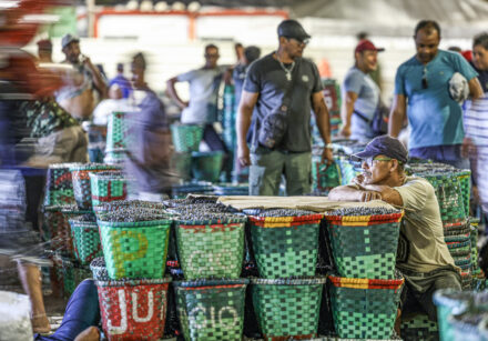 belém (pa), 29/09/2025 movimentação durante a madrugada no mercado de açaí e peixes do ver o peso, considerada a maior feira livre da américa latina. foto: marcelo camargo/agência brasil