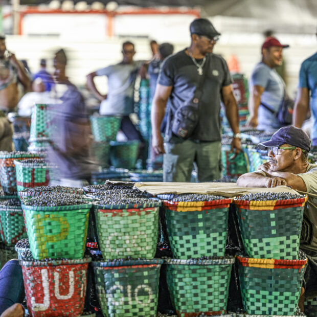 belém (pa), 29/09/2025 movimentação durante a madrugada no mercado de açaí e peixes do ver o peso, considerada a maior feira livre da américa latina. foto: marcelo camargo/agência brasil