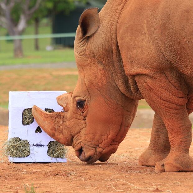 Foto: Mardônio Vieira/Zoológico de Brasília