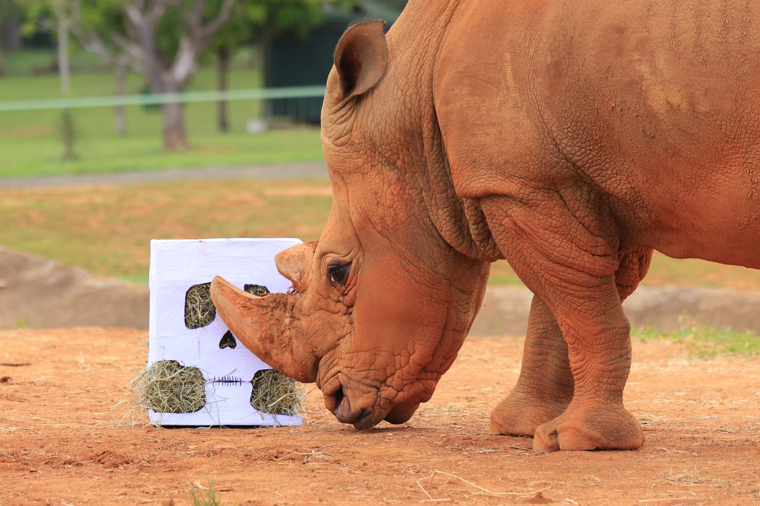 Foto: Mardônio Vieira/Zoológico de Brasília