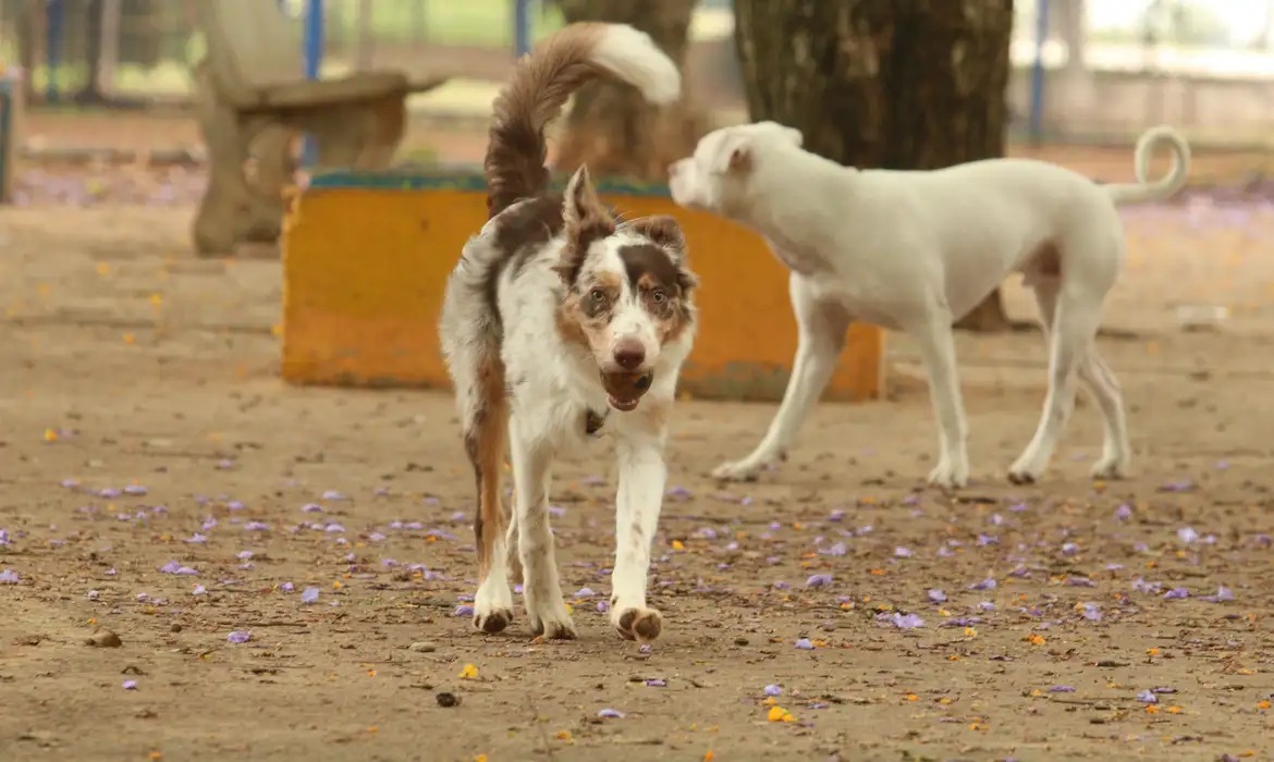 df vai microchipar 10 mil cães e gatos gratuitamente créditos rovena rosa agência brasil