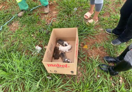 Foto: Divulgação/SLU