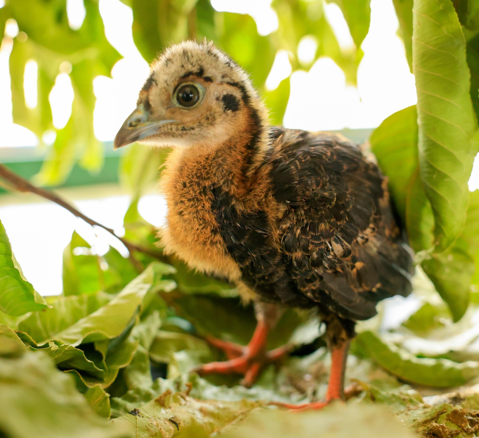 whatsapp image 2025 11 10 at 16.51.52