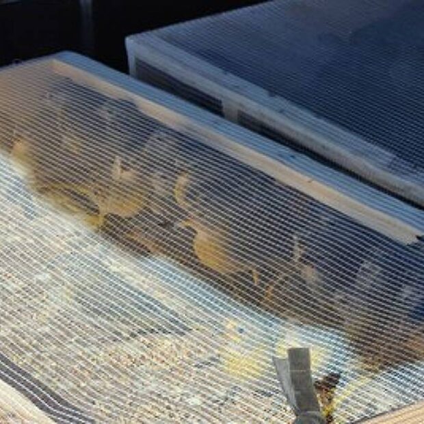 irmãos são detidos com 465 pássaros silvestres em rodovia de pernambuco