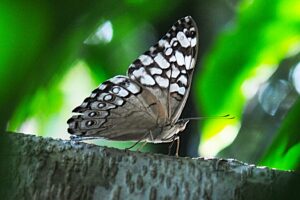 Foto: Joel Rodrigues/Agência Brasília
