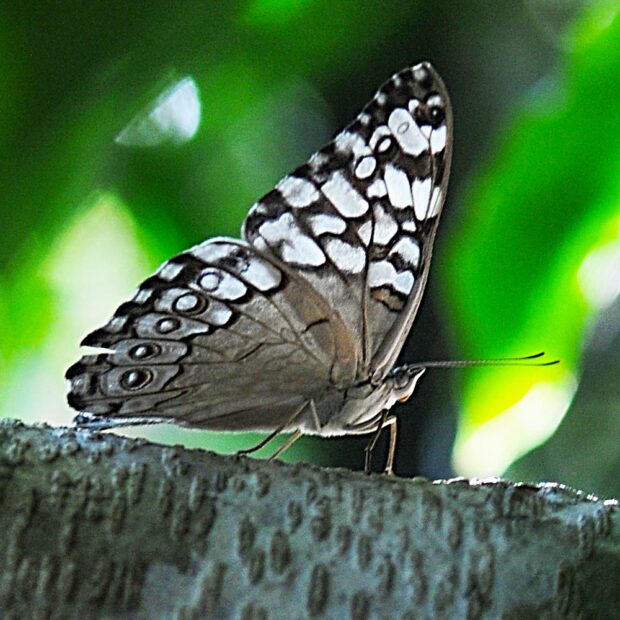 Foto: Joel Rodrigues/Agência Brasília