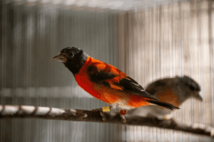 Foto: Margioni BERMÚDEZ / AFP