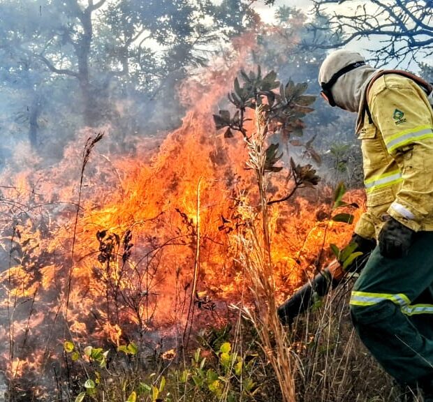Foto: Divulgação/Sema-DF