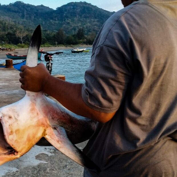 Foto: Chaideer Mahyuddin / AFP