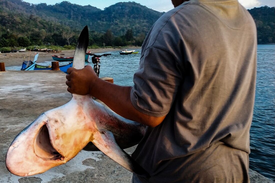 Foto: Chaideer Mahyuddin / AFP