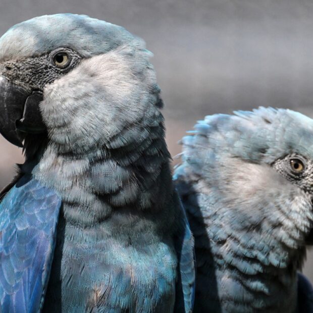 files brazil environment animal