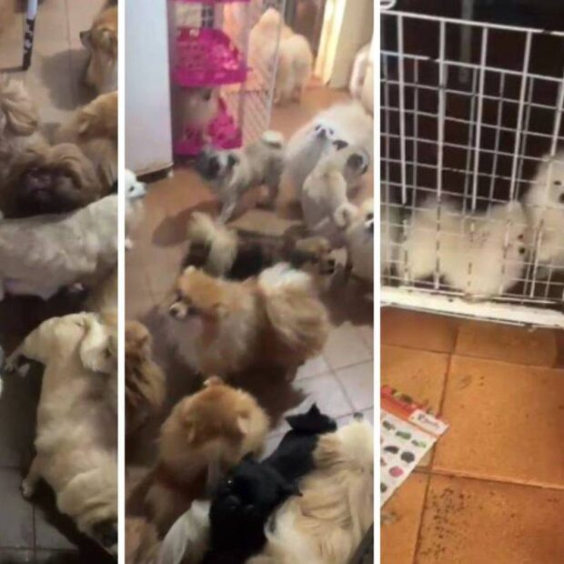 polícia resgata 72 cães em situação de maus tratos em canil clandestino em arujá (sp)