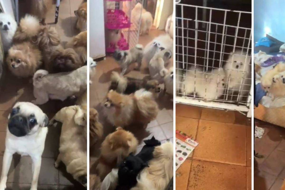 polícia resgata 72 cães em situação de maus tratos em canil clandestino em arujá (sp)