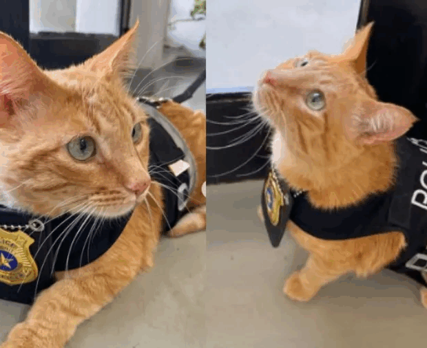 gatinho e adotado por delegacia no interior de sp 1764347012555 v2 900x506.png