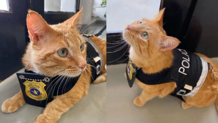 gatinho e adotado por delegacia no interior de sp 1764347012555 v2 900x506.png