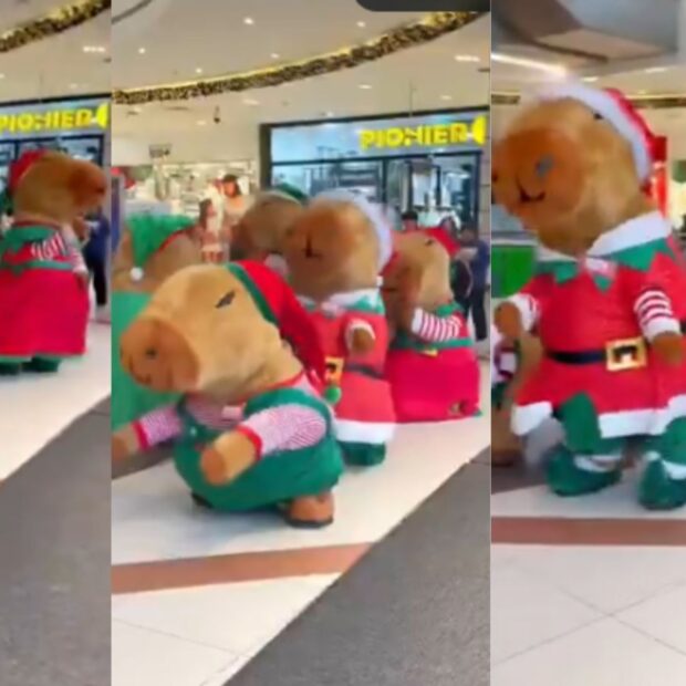 imagem do whatsapp de 2025 11 28 à(s) 14.50.18 fbbfbfd0