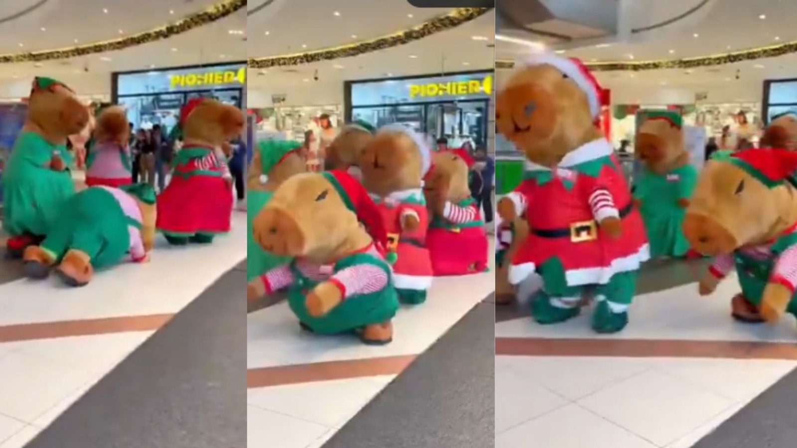 imagem do whatsapp de 2025 11 28 à(s) 14.50.18 fbbfbfd0