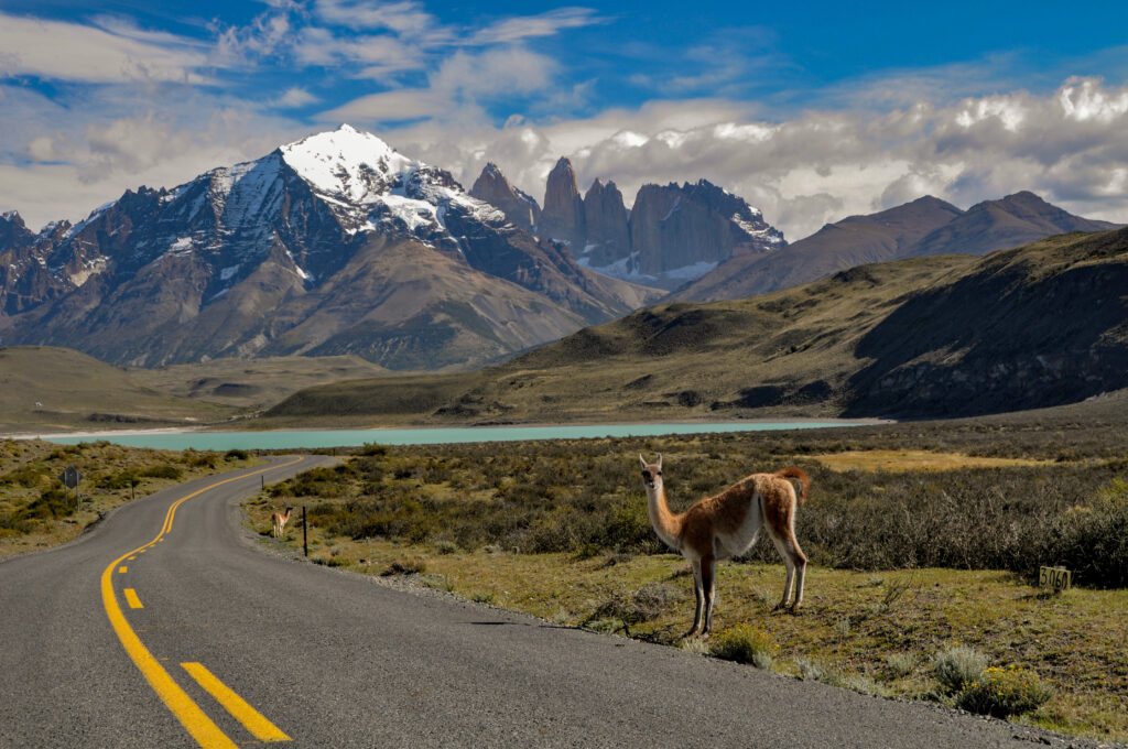 guanaco (lama guanicoe) at torres del paine national park
