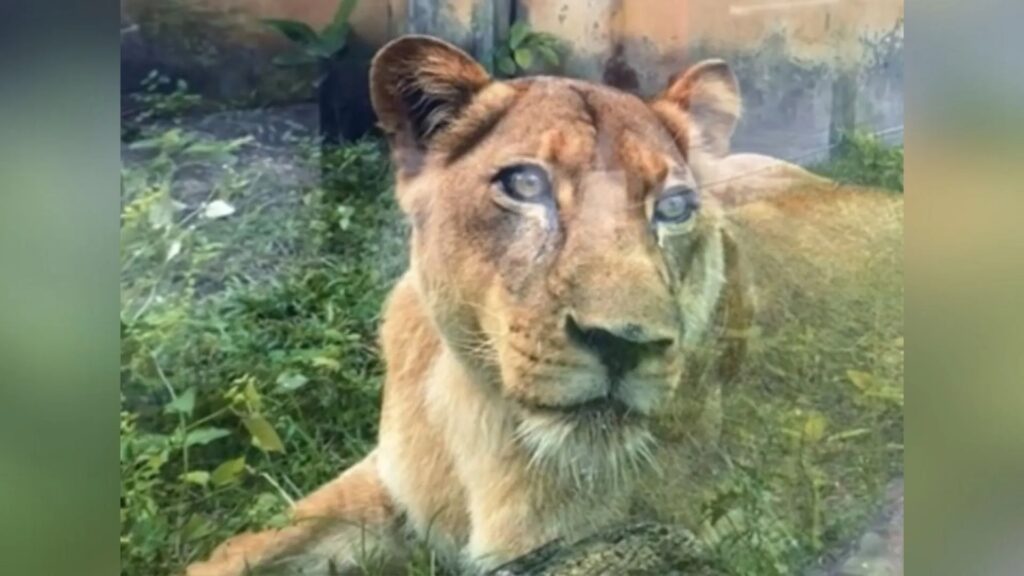 leoa que matou homem em parque na paraiba 4