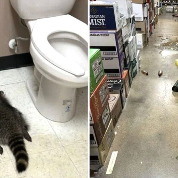 Foto: Serviço de Proteção Animal e Abrigo do Condado de Hanover