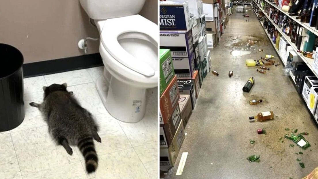 Foto: Serviço de Proteção Animal e Abrigo do Condado de Hanover